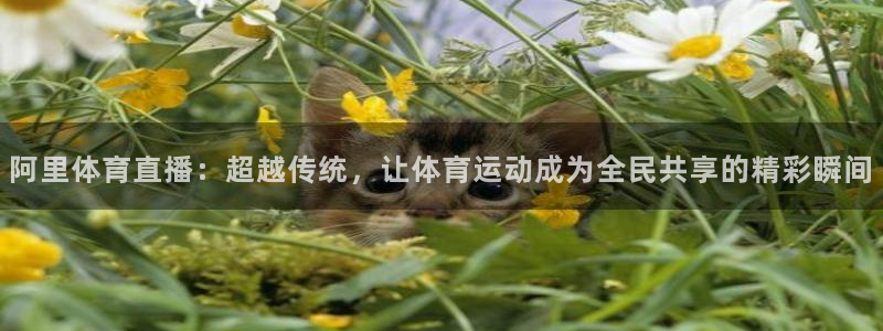 阿里体育直播：超越传统，让体育运动成为全民共享的精彩瞬间